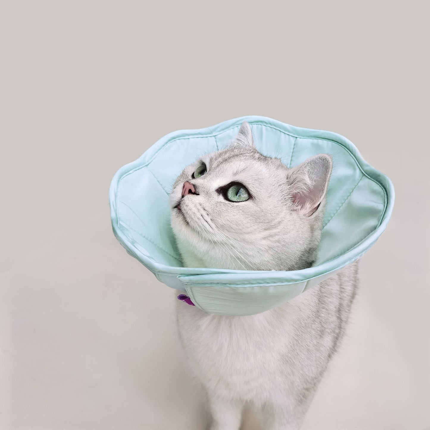 Pet Recovery Collar for Postoperative Care