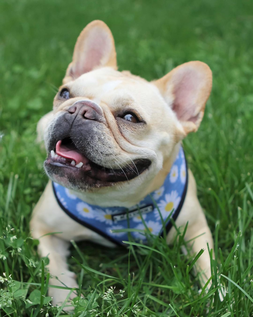 Popular Doggie Small And Medium Sized Doggie's Chest Strap