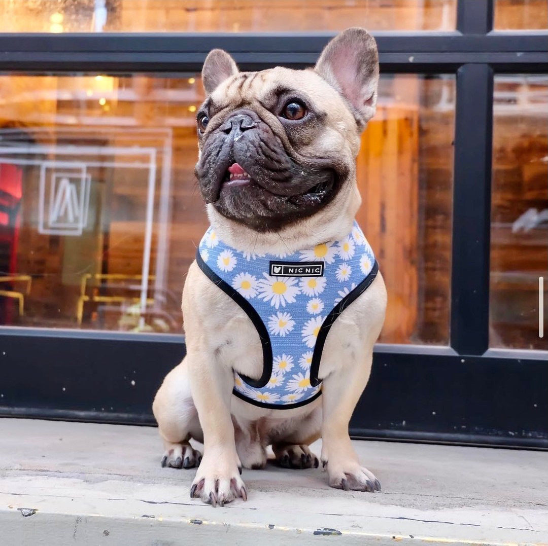 Popular Doggie Small And Medium Sized Doggie's Chest Strap