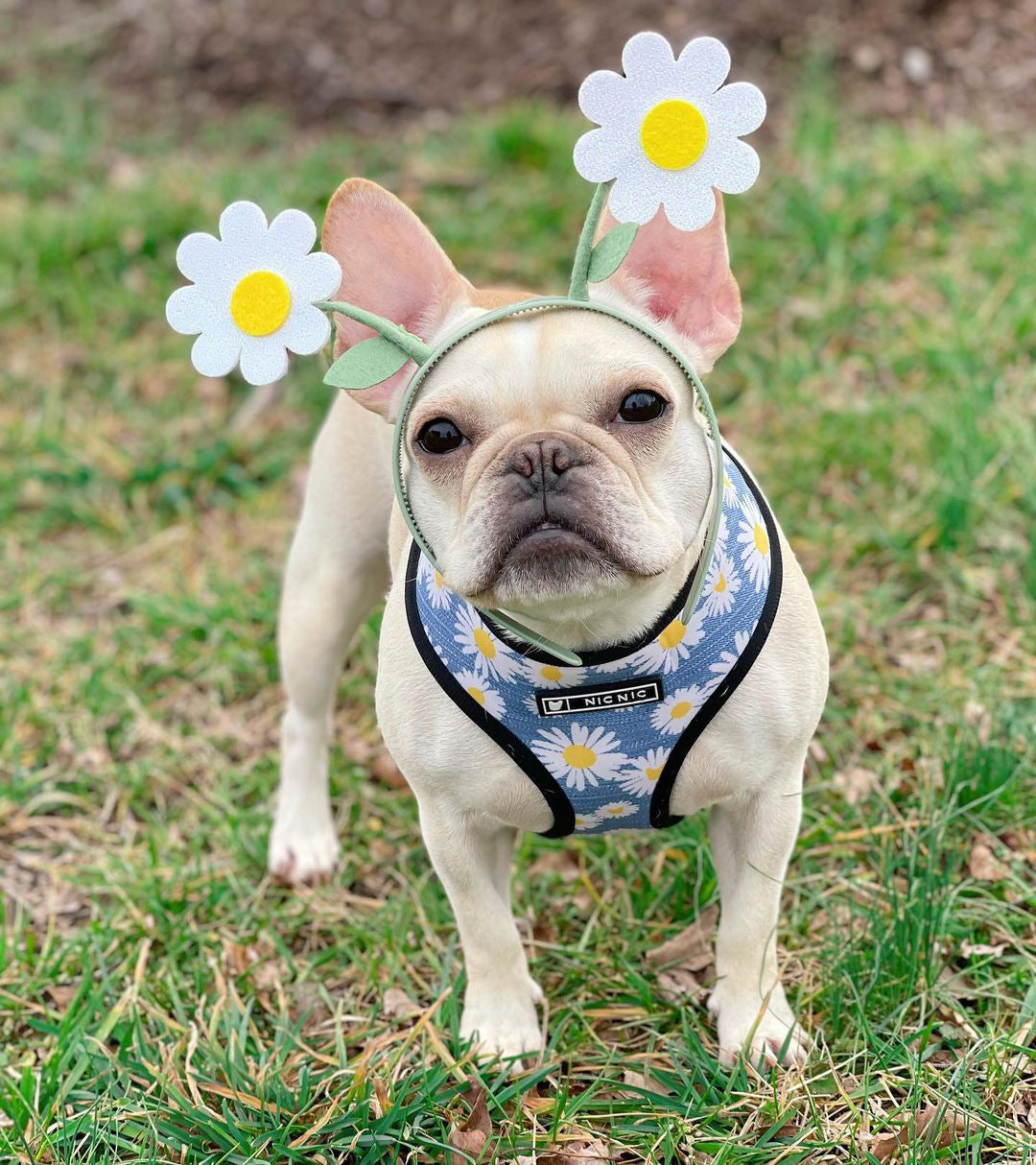 Popular Doggie Small And Medium Sized Doggie's Chest Strap