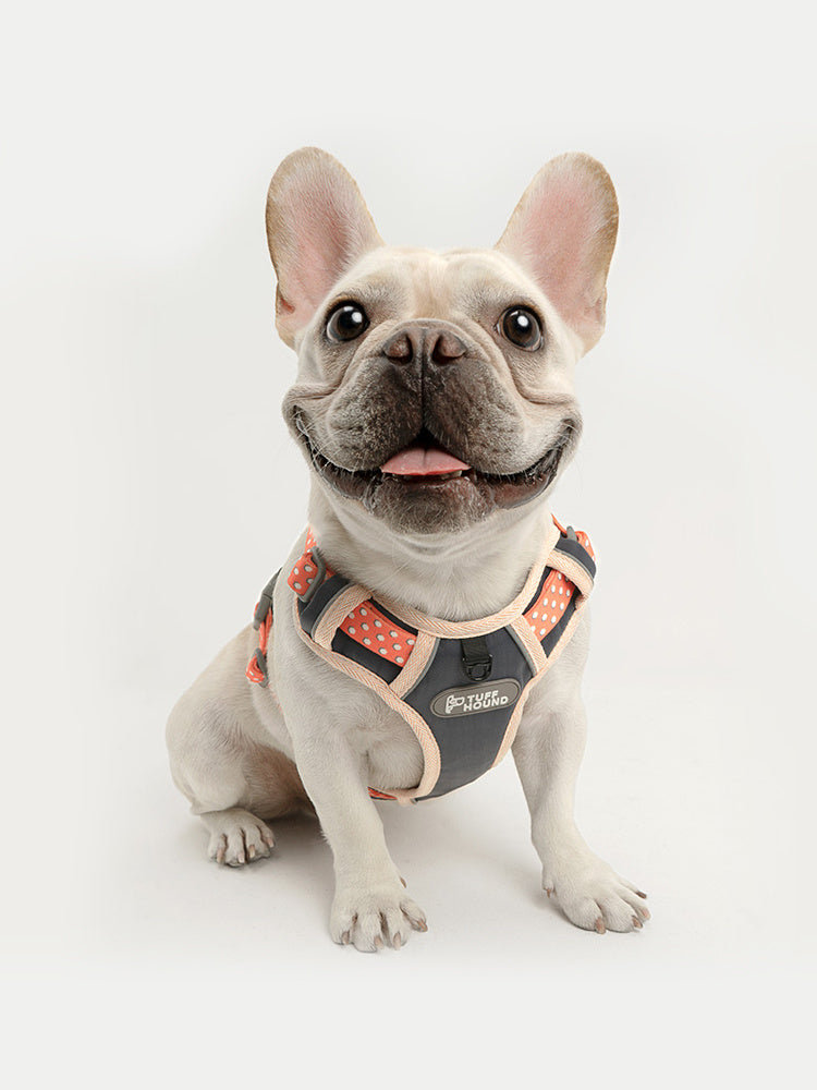 Dog's chest and back with drawstring and vest
