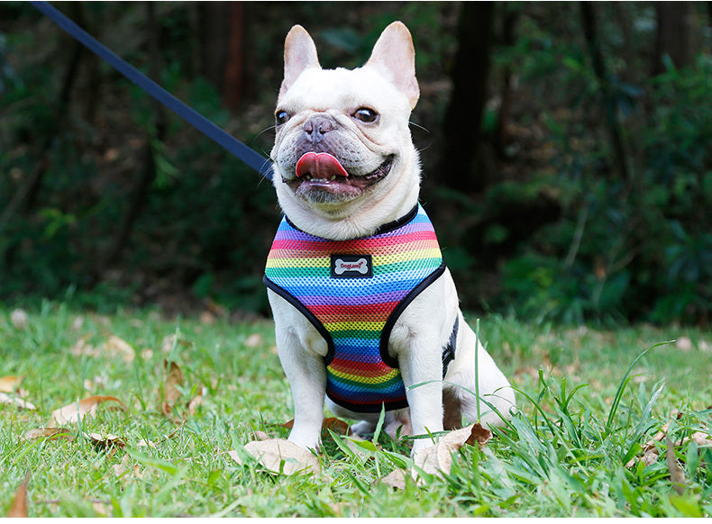 Rainbow chest strap