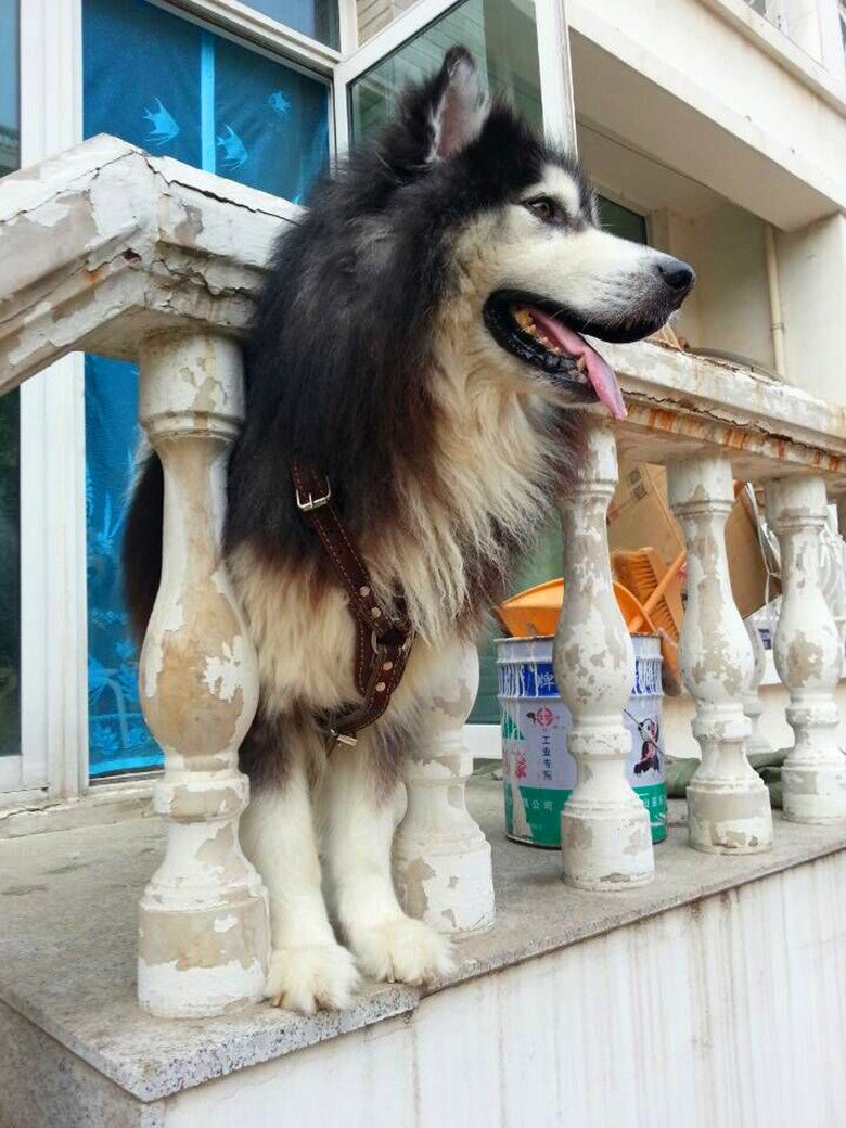 Ondaum Double Layer Thickened Cowhide Chest and Back Harness for Medium to Large Dogs - Adjustable Traction Belt for Comfort and Durability