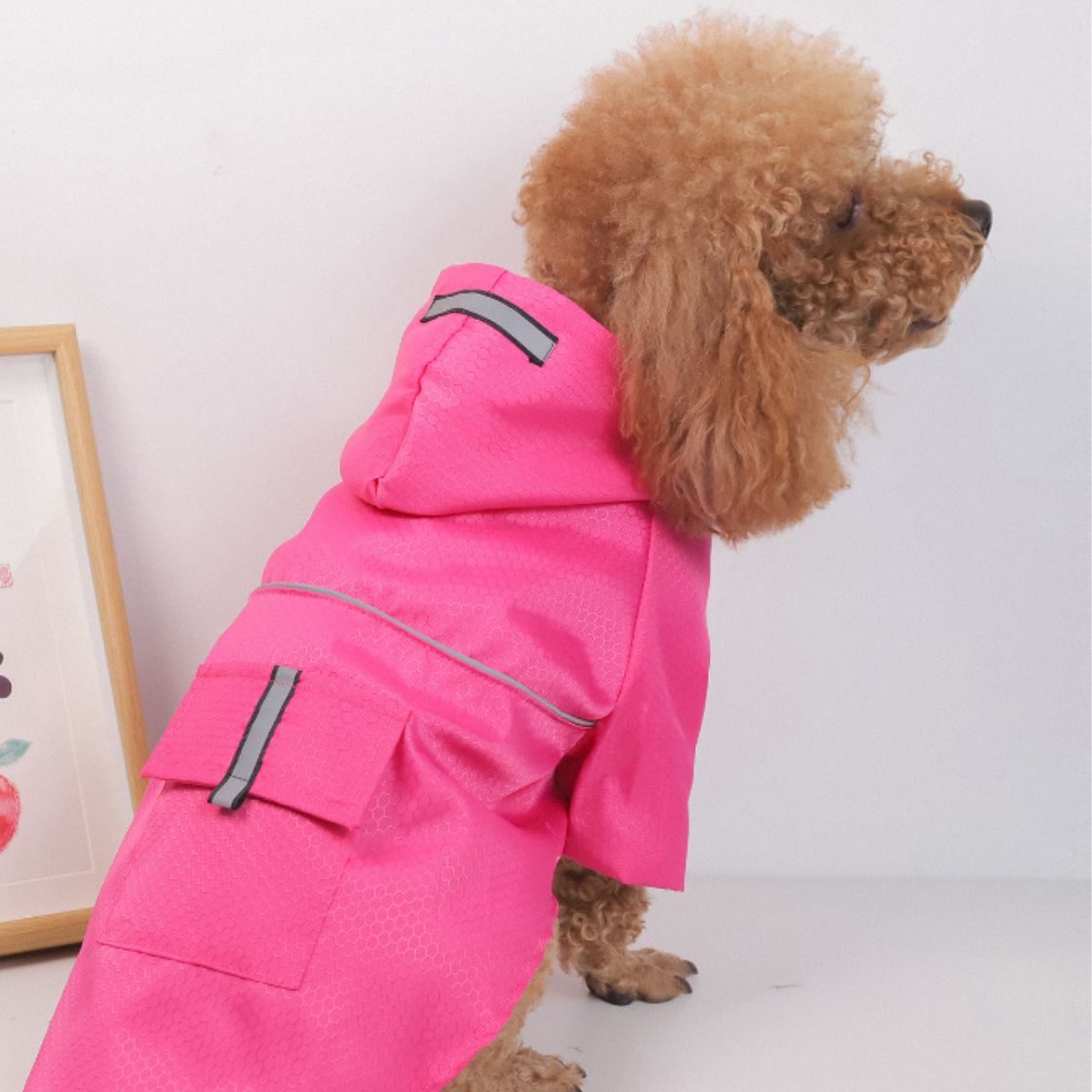 Adventure Awaits Ondaum Pet Gear for Outdoor Exploration