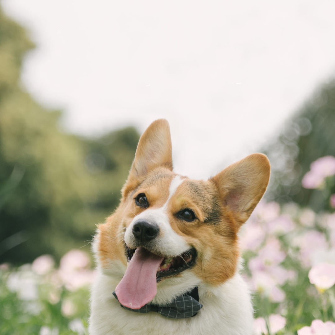 Stylish Nylon Pet Scarf – Comfortable and Fashionable for All Seasons