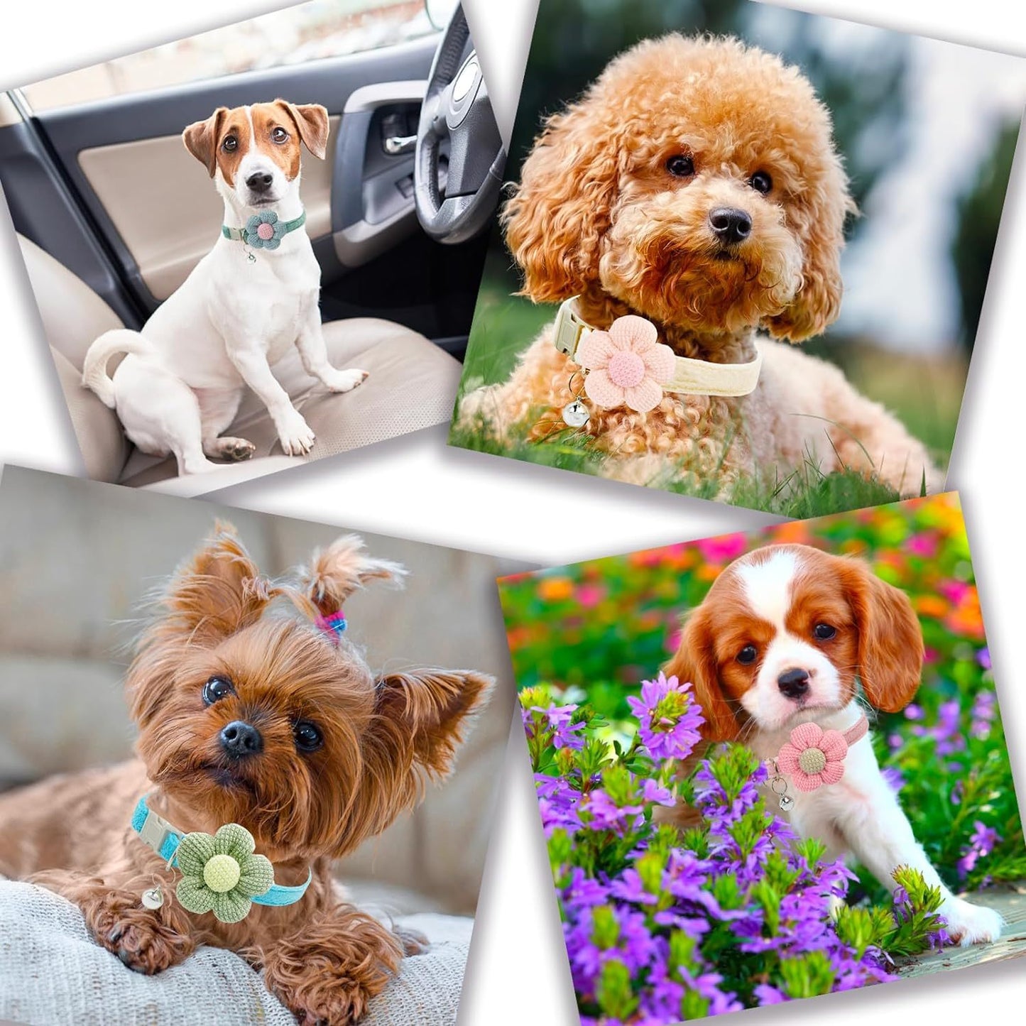 Floral Dog Collar with Bell for Small Dogs