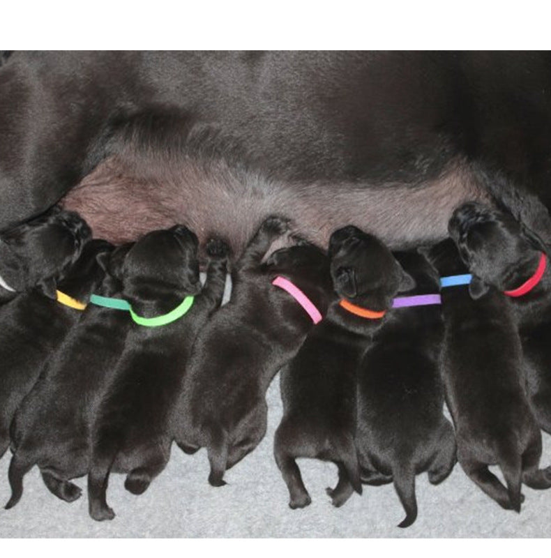 Pet Simple Collar Velcro Identification Collar Kitten And Puppy ID Collar