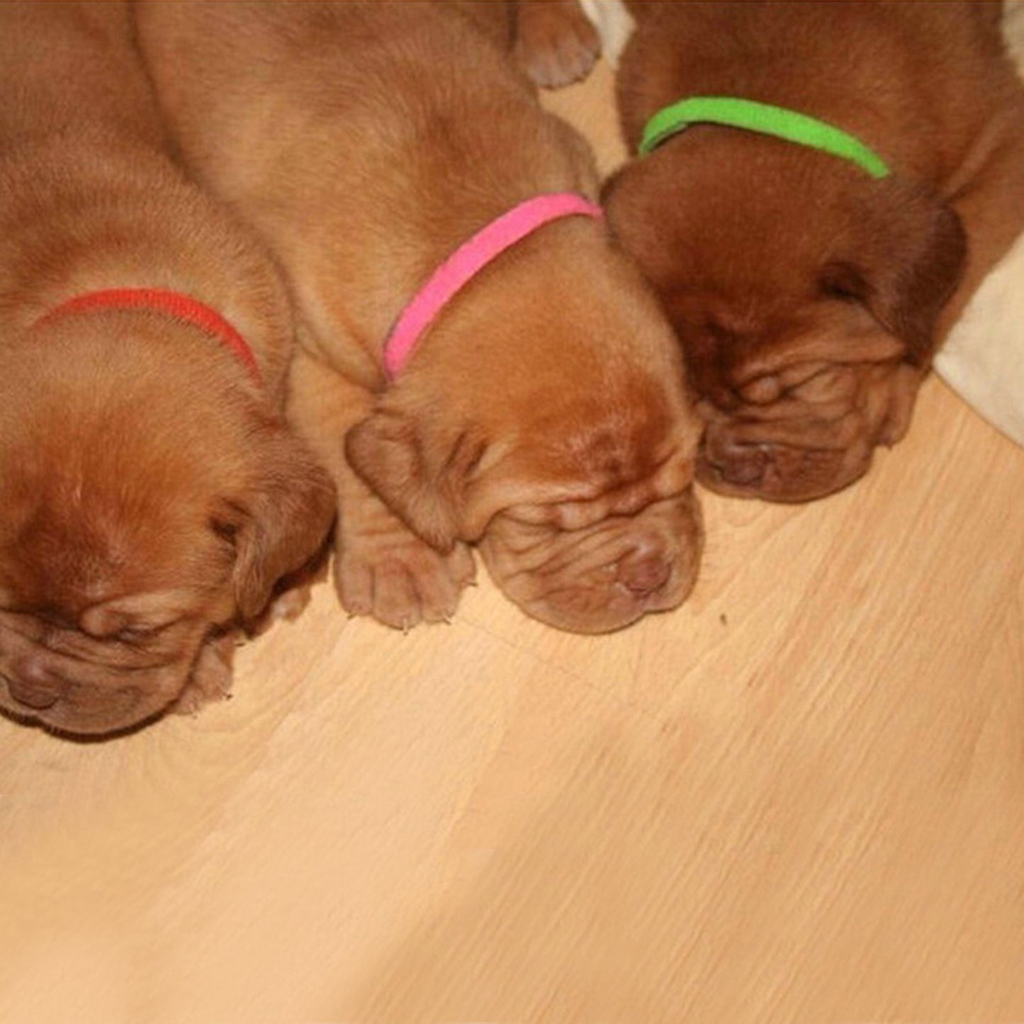 Pet Simple Collar Velcro Identification Collar Kitten And Puppy ID Collar