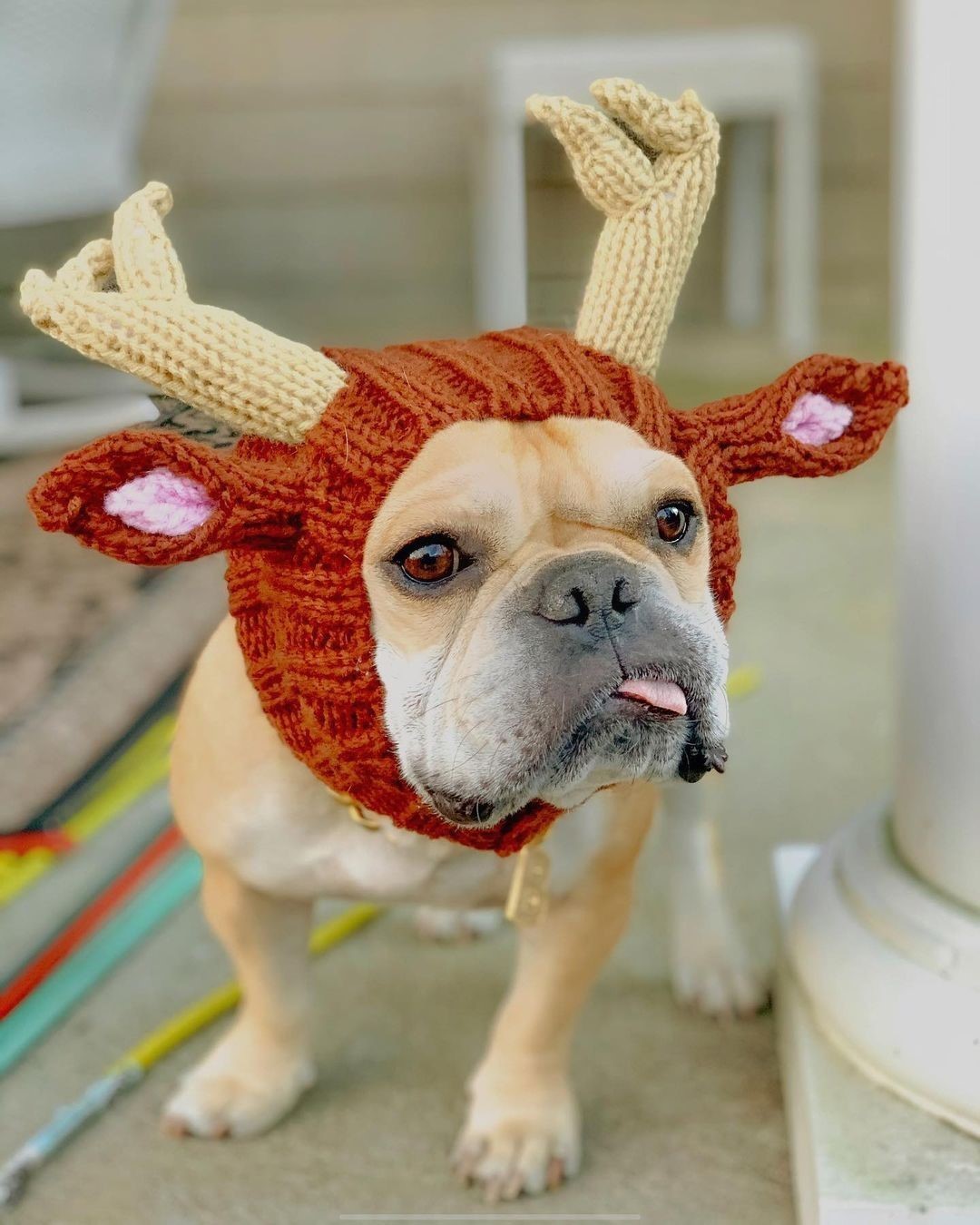 Pet Dog Dinosaur Warm Windproof Halloween Knitted Hat Head Cover