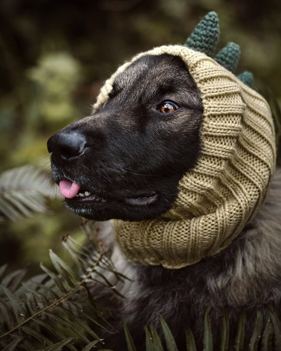 Pet Dog Dinosaur Warm Windproof Halloween Knitted Hat Head Cover