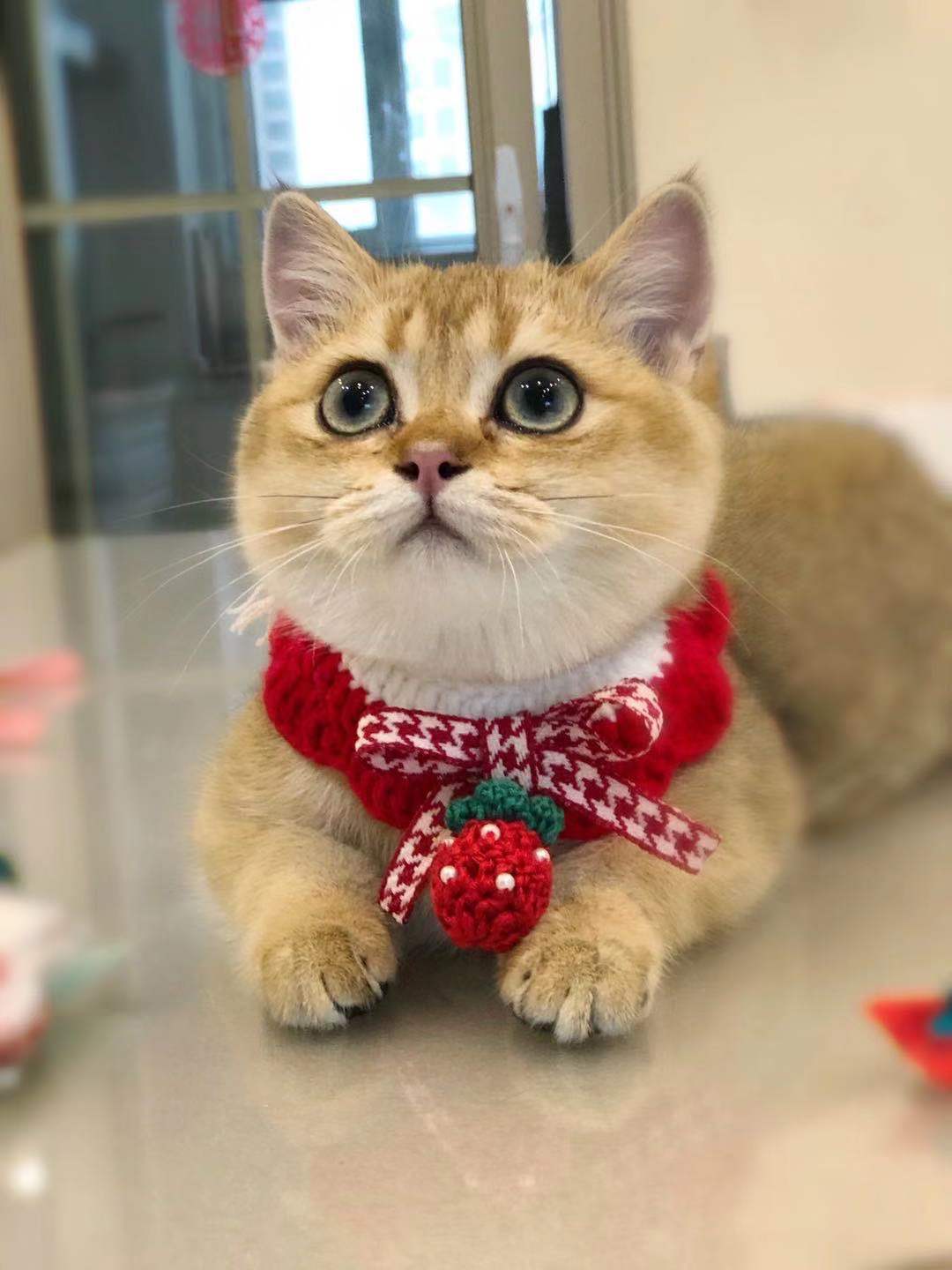 Elegant Wool Pet Collar – Princess Style for All Seasons