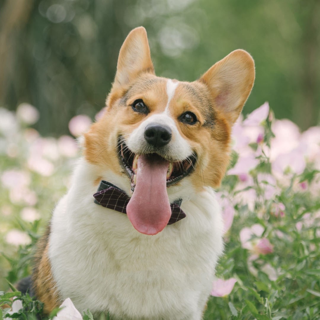 Stylish Nylon Pet Scarf – Comfortable and Fashionable for All Seasons