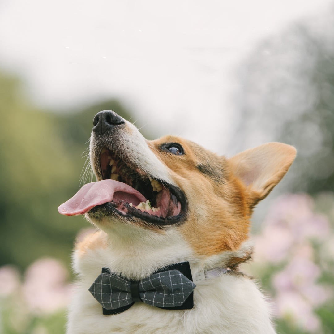 Stylish Nylon Pet Scarf – Comfortable and Fashionable for All Seasons