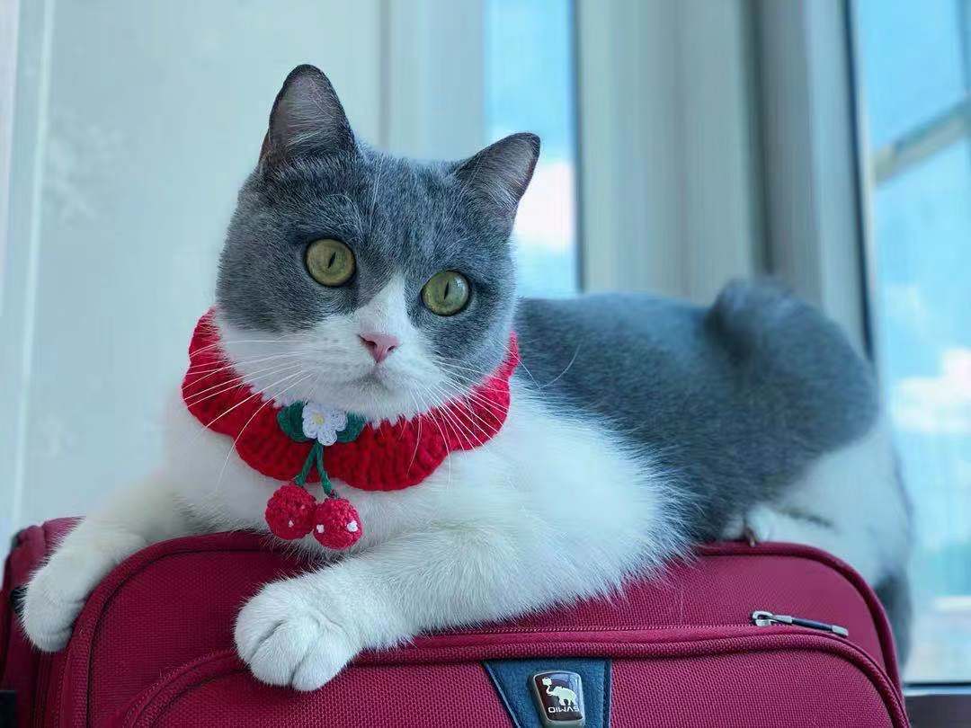 Elegant Wool Pet Collar – Princess Style for All Seasons