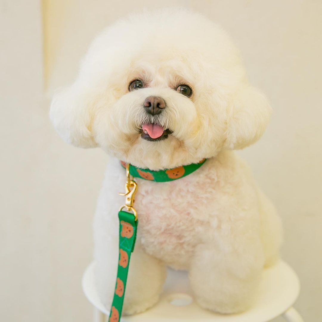Adjustable Cartoon Pet Collar – Soft, Durable & Stylish | Ondaum Pet