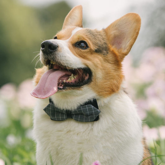 Stylish Nylon Pet Scarf – Comfortable and Fashionable for All Seasons