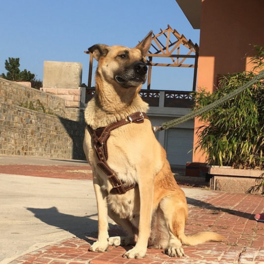 Ondaum Double Layer Thickened Cowhide Chest and Back Harness for Medium to Large Dogs - Adjustable Traction Belt for Comfort and Durability