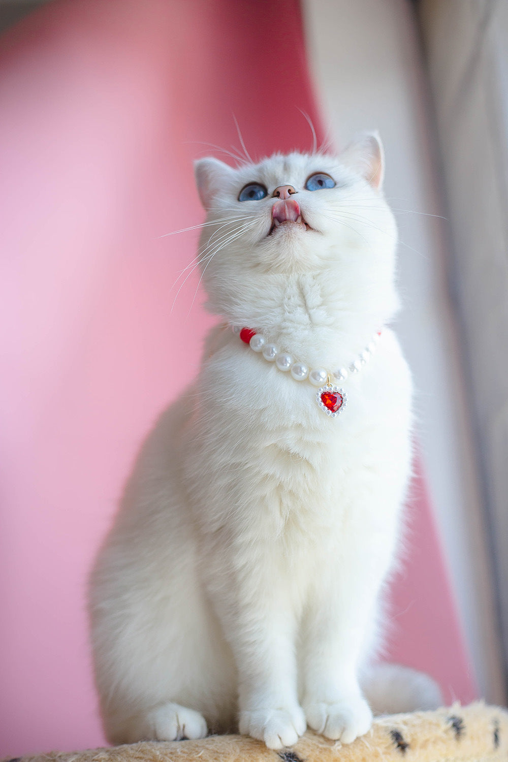 Pet Cat Beads Love Necklace