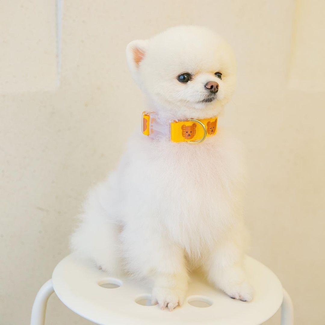 Adjustable Cartoon Pet Collar – Soft, Durable & Stylish | Ondaum Pet