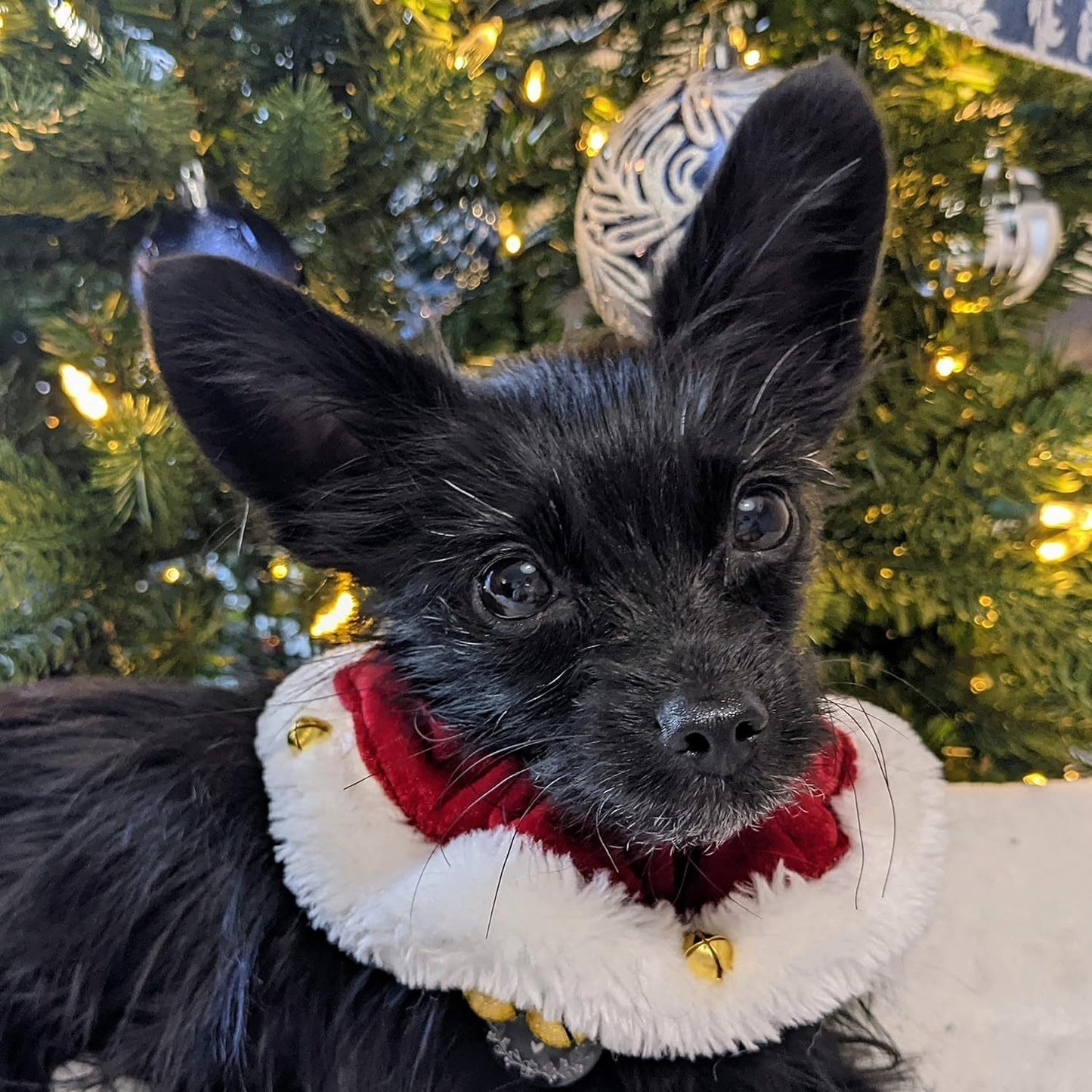 Christmas Dog Collar with Bells for Pets