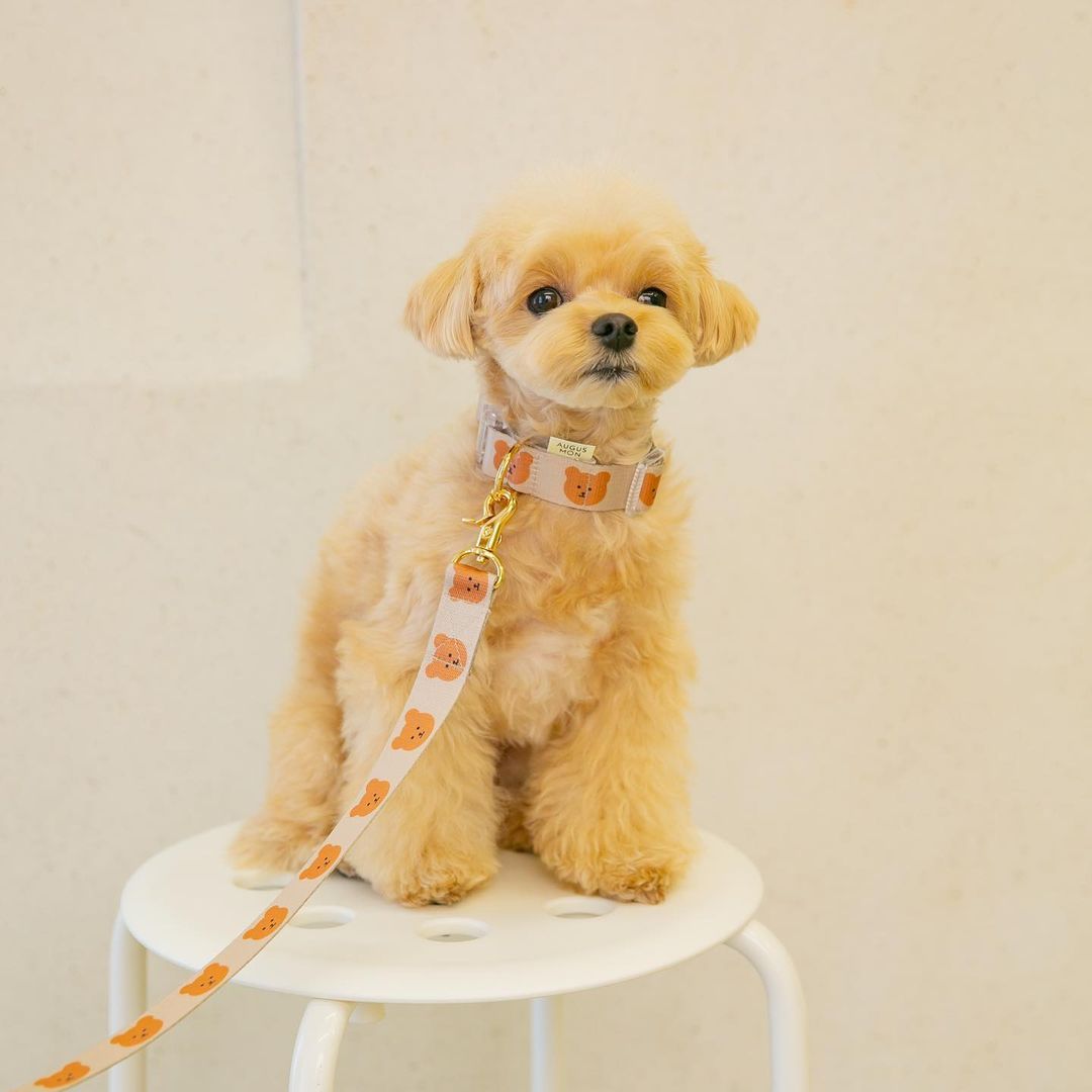 Adjustable Cartoon Pet Collar – Soft, Durable & Stylish | Ondaum Pet