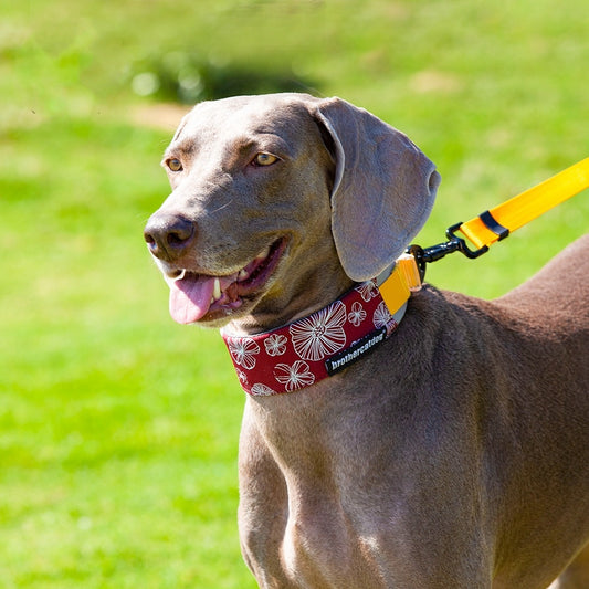 Adjustable Cat Collar with Bandana - Comfortable and Stylish Nylon Pet Collar for Cats, Available in Multiple Colors and Sizes