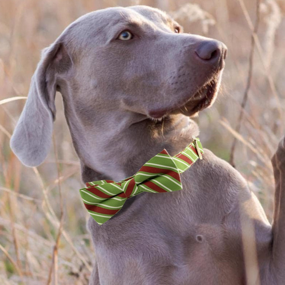 Personalized Dog Collar with Anti-Lost Lettering - Striped Design, Engravable, and Durable Polyester Collar for Dogs